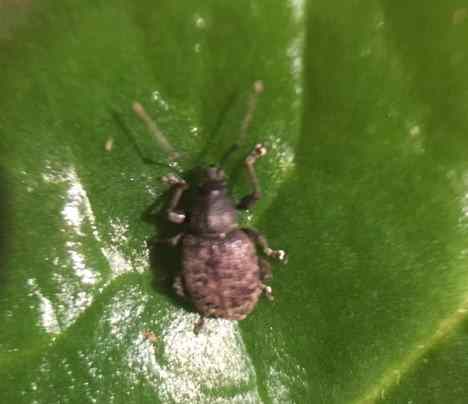 vegetable weevil